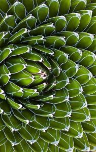 Vaccination SRAS CoV2 ARN